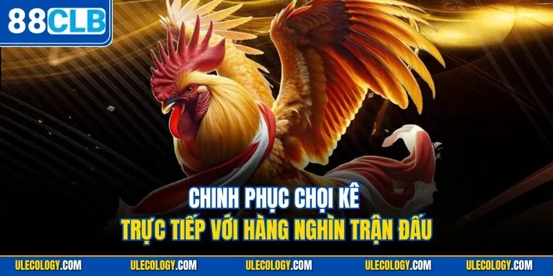 Chinh phục chọi kê trực tiếp với hàng nghìn trận đấu
